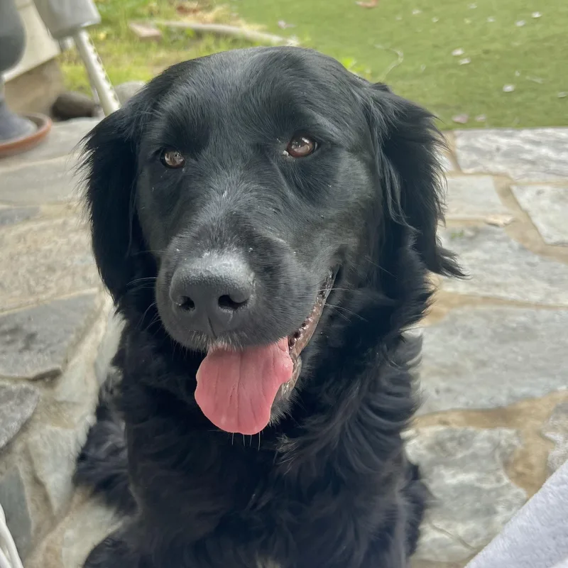 Laila~ Affectionate And Gorgeous thumbnail 3