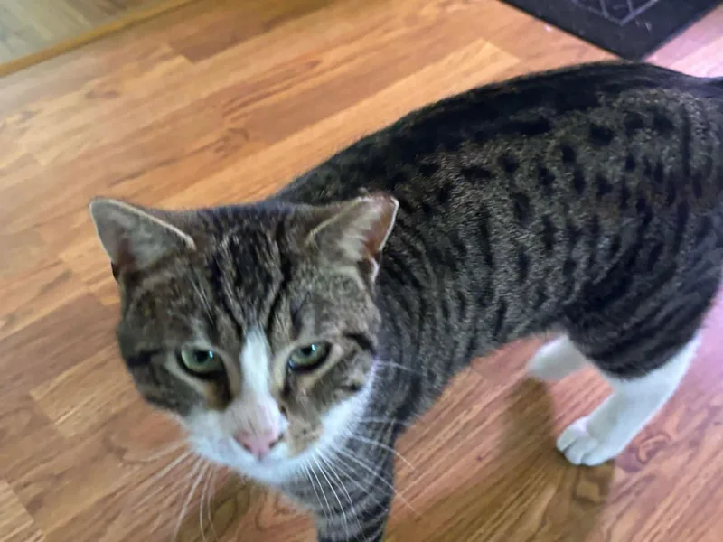 Silverado thumbnail 2