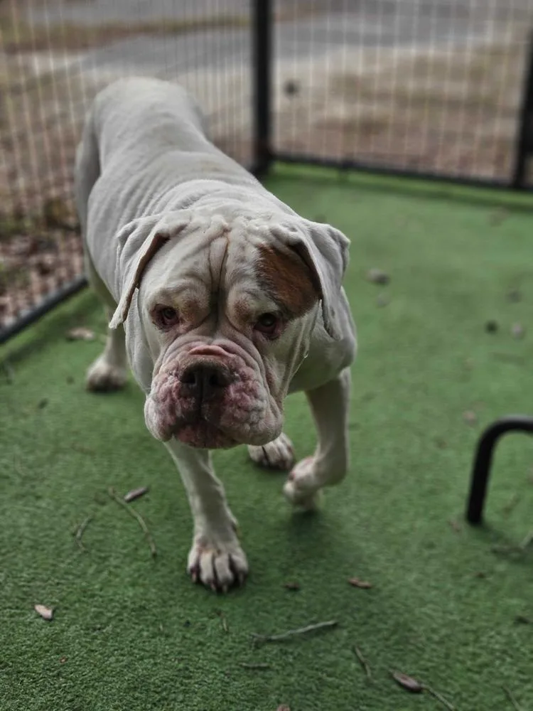 Violetta thumbnail 2