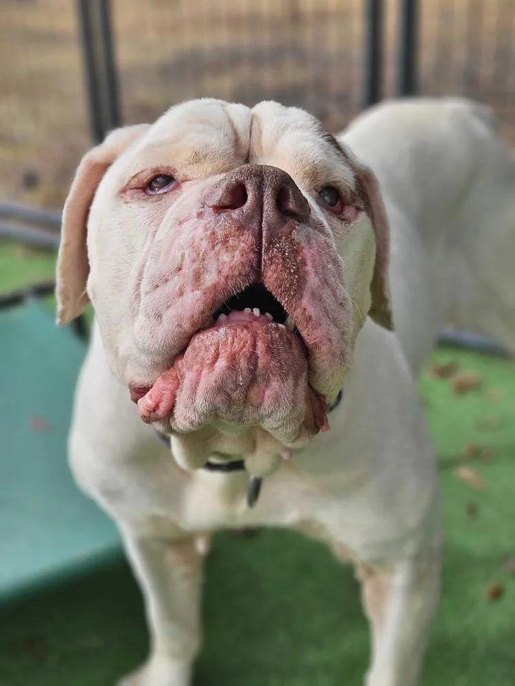 Violetta thumbnail 3