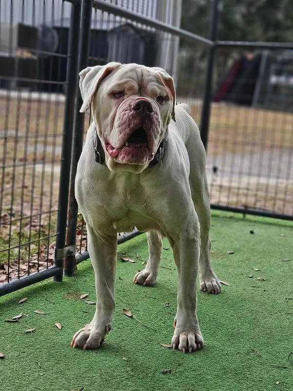 Violetta thumbnail 4