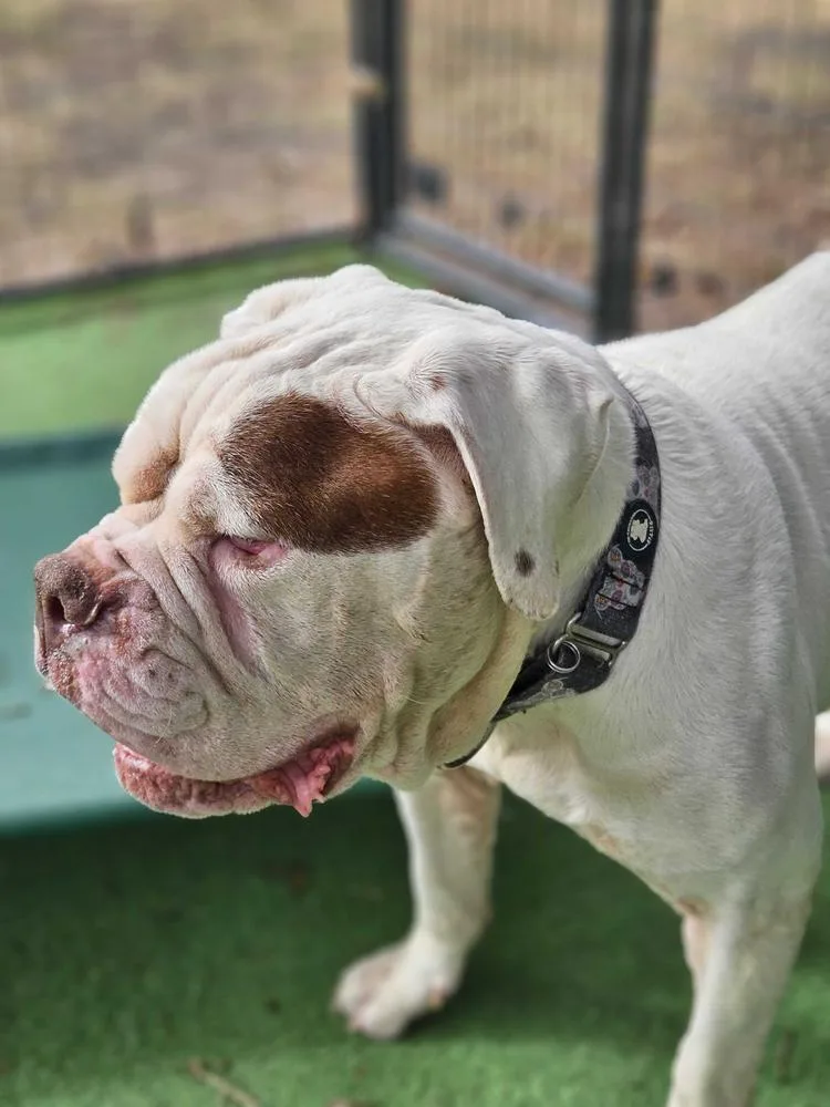 Violetta thumbnail 5