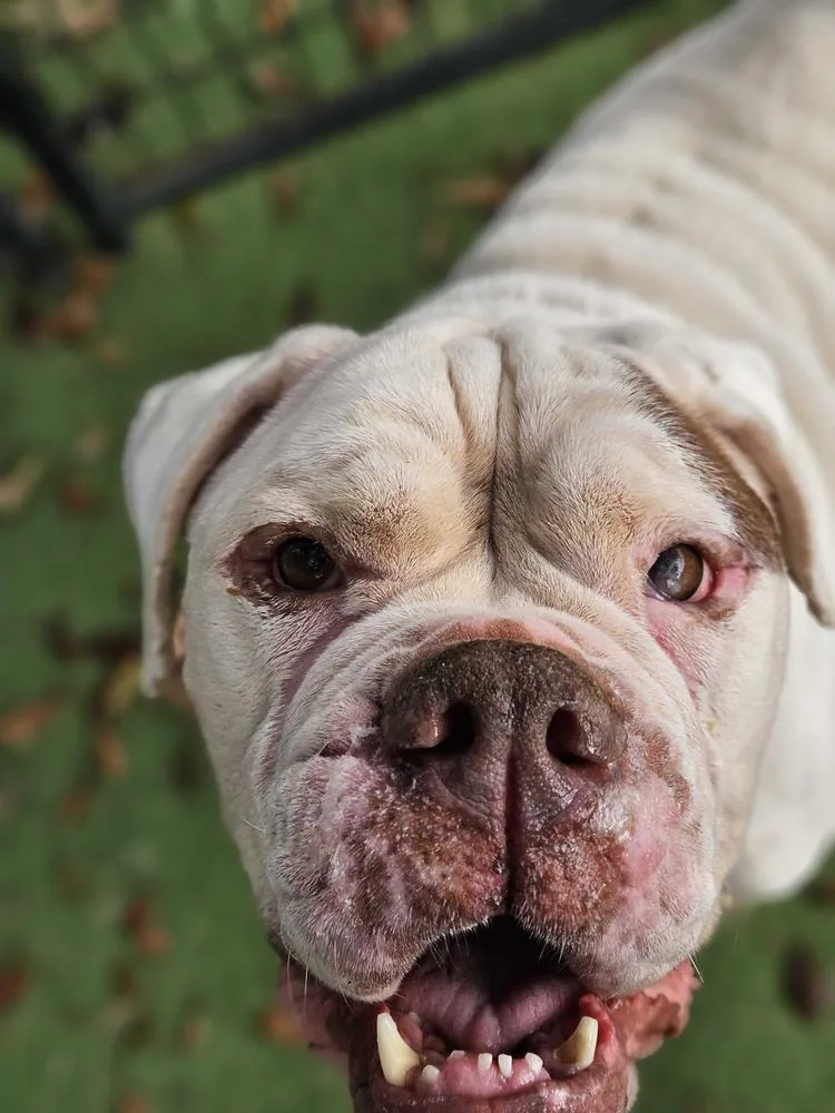 Violetta thumbnail 6