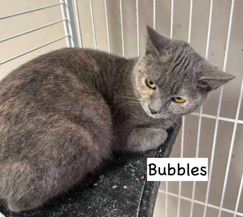 Cat Bubbles