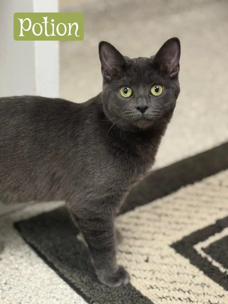 Potion