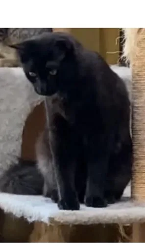 An adult medium-sized male Domestic Short Hair cat named Tommy for adoption in San Juan Capistrano, CA