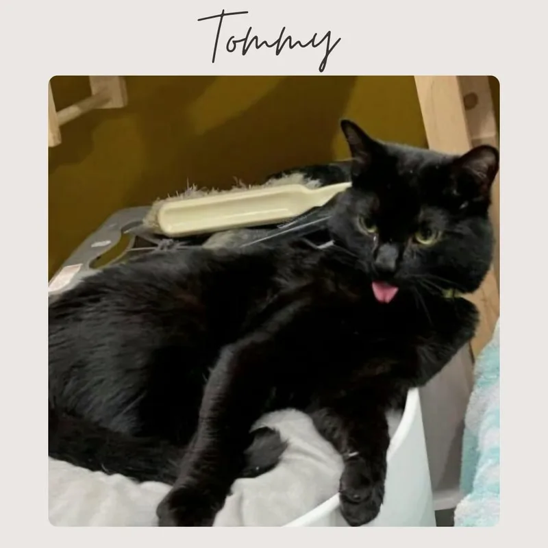 Tommy thumbnail 2