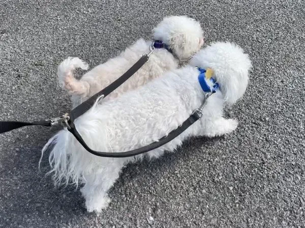 Sunshine thumbnail 5