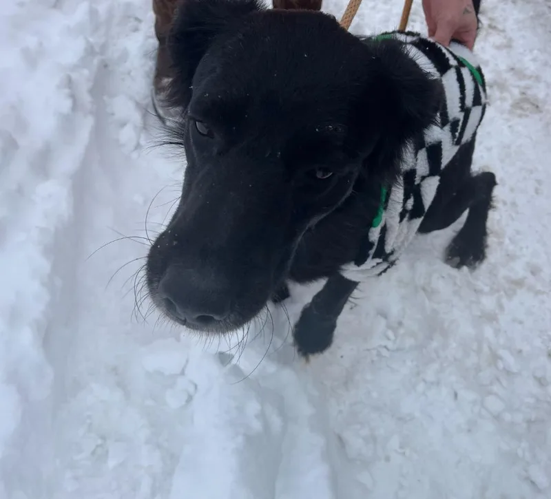 Blackie