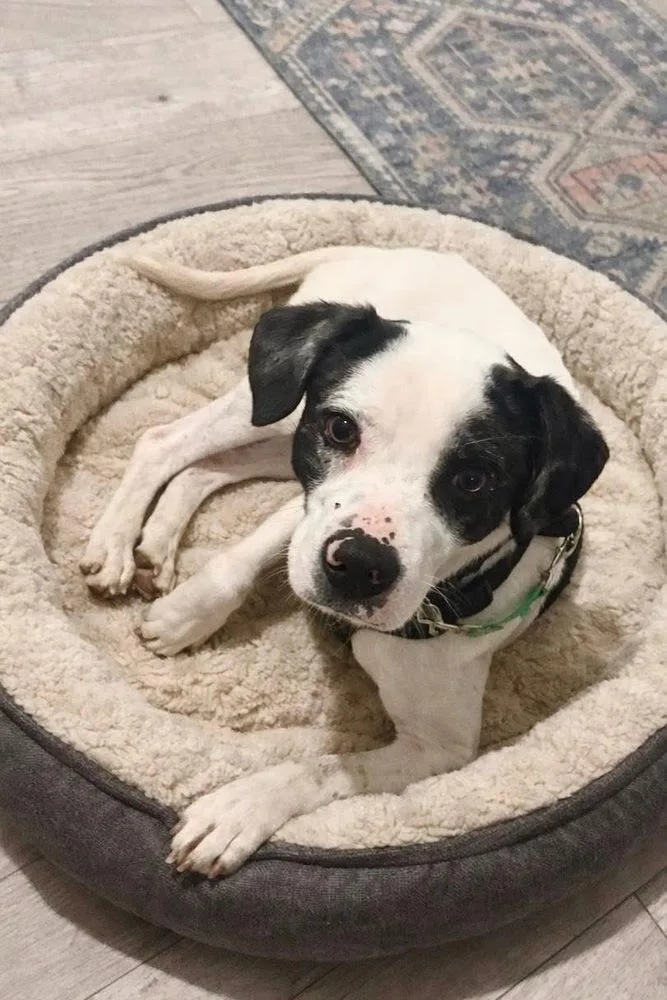 Peperoncini thumbnail 2