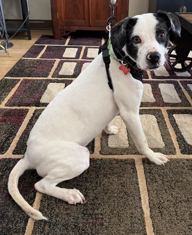 Peperoncini thumbnail 3