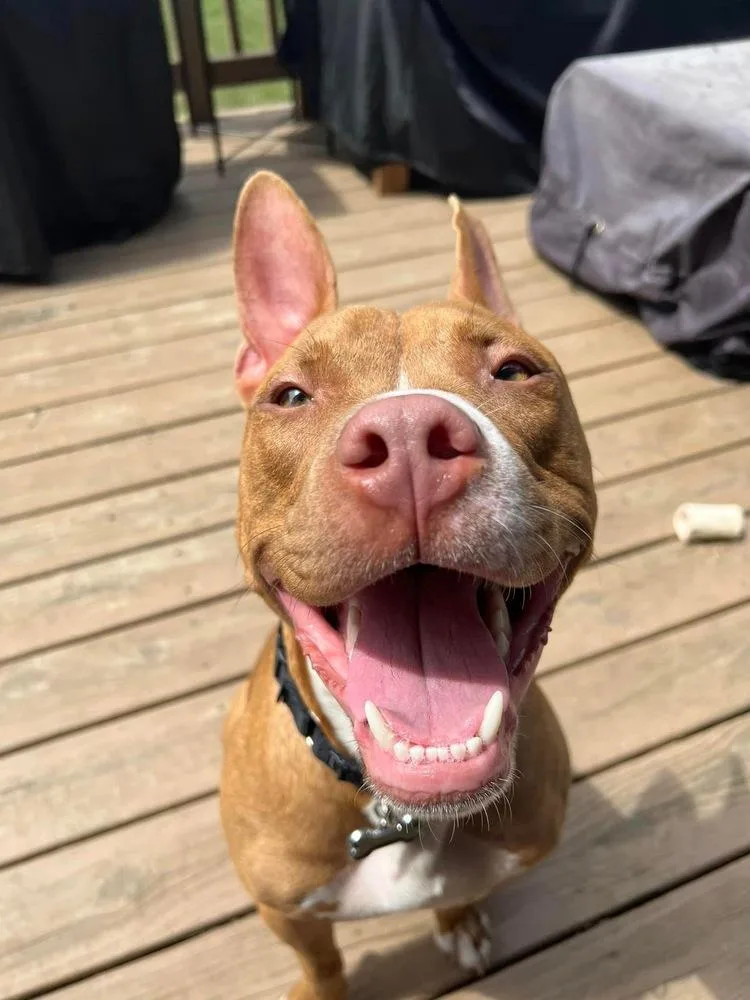 Harrison Ford thumbnail 2