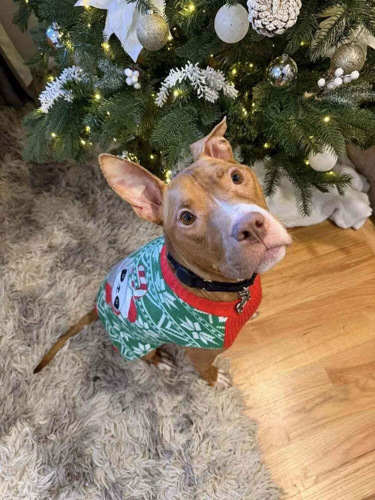 Harrison Ford thumbnail 3