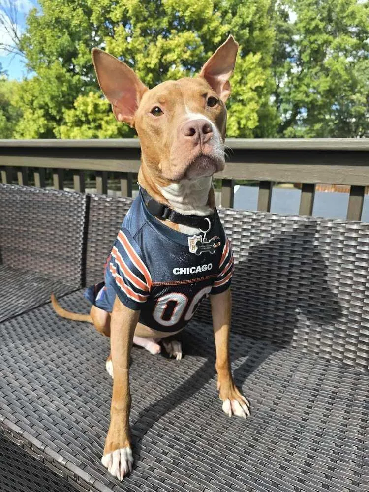 Harrison Ford thumbnail 4