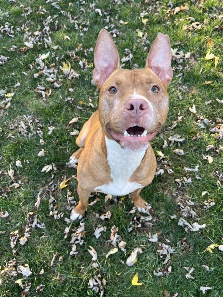 Harrison Ford thumbnail 5