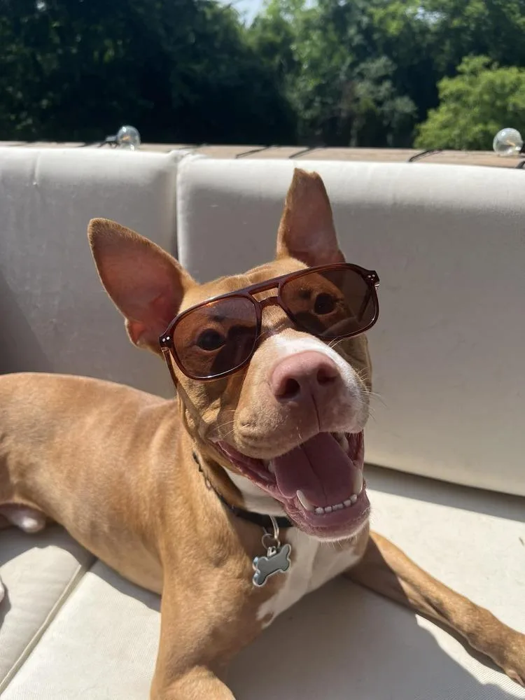 Harrison Ford thumbnail 6