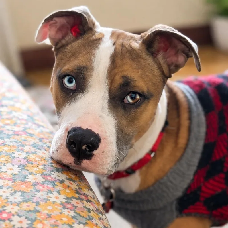 Lee Marvin thumbnail 3