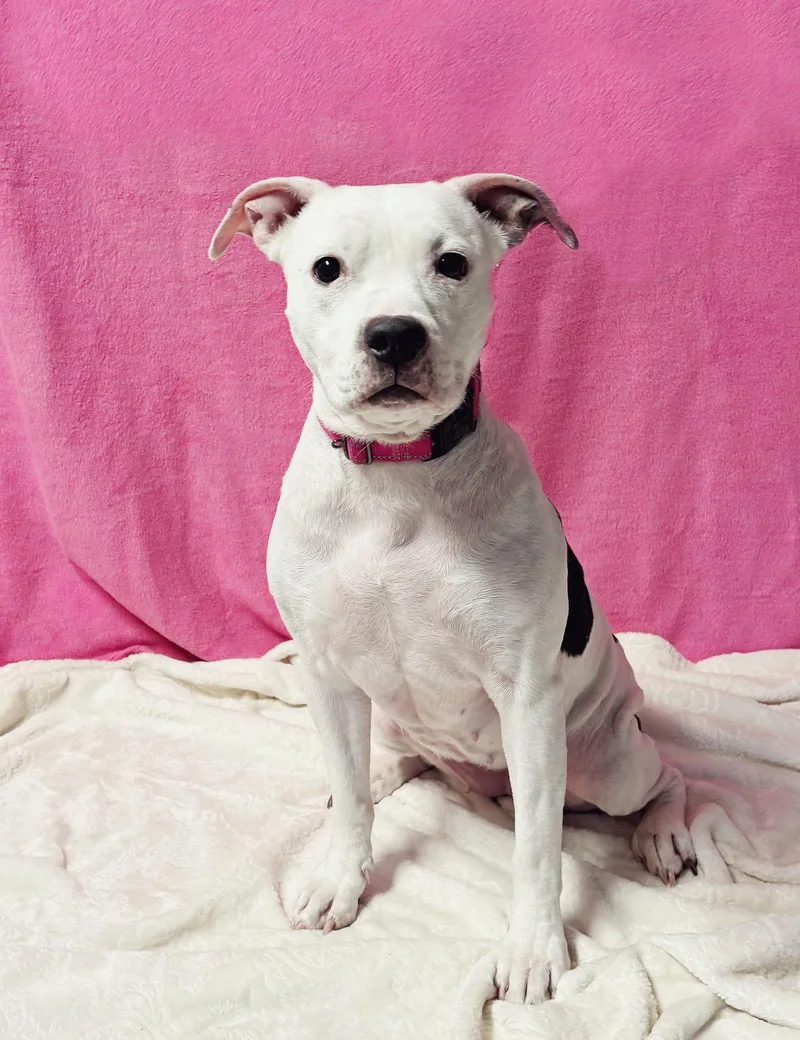 Princess thumbnail 2