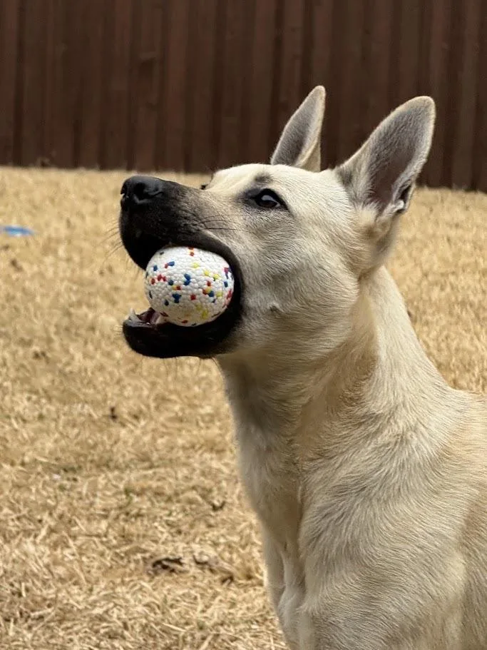 Cinderella thumbnail 2