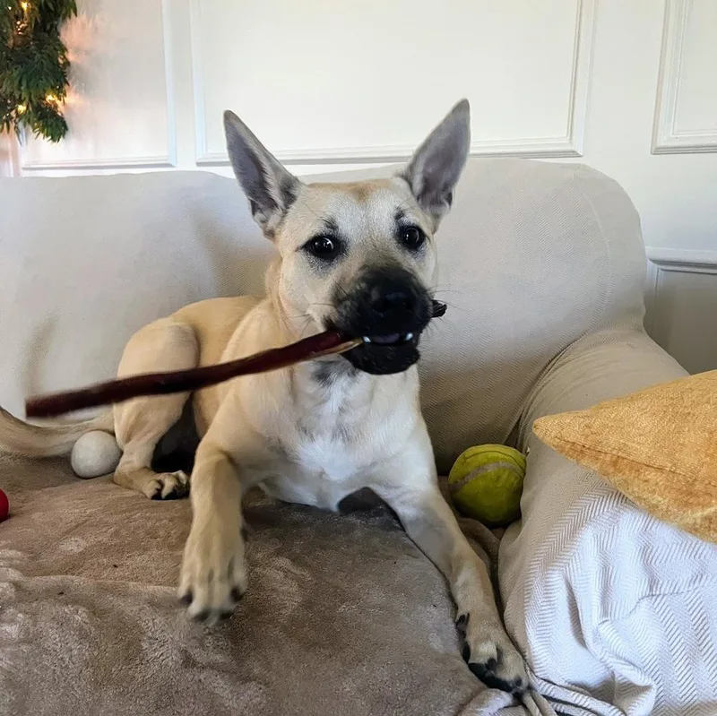 Cinderella thumbnail 3