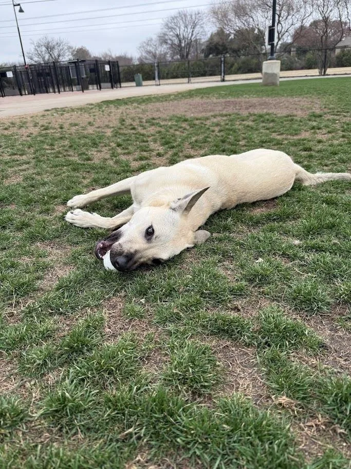 Cinderella thumbnail 4