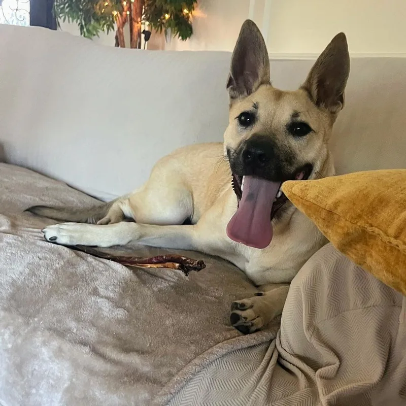 Cinderella thumbnail 5