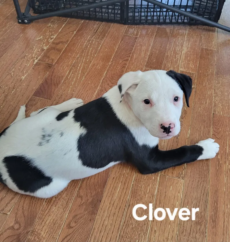 Clover