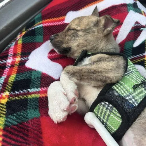 Honeybun thumbnail 2