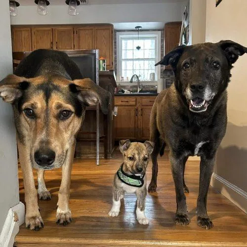 Honeybun thumbnail 3