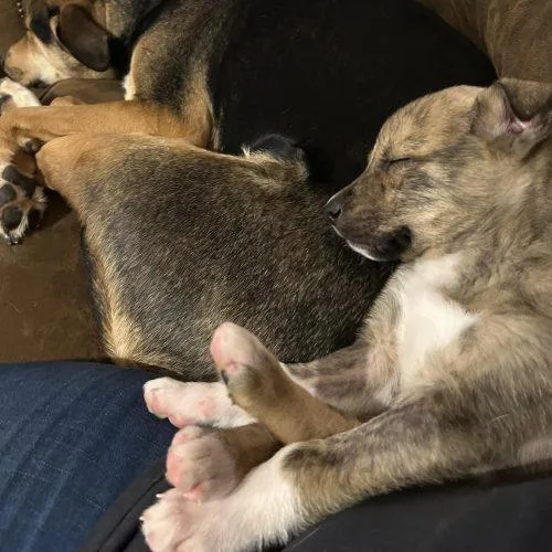 Honeybun thumbnail 4