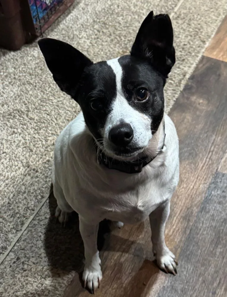 Kipper Cp thumbnail 2