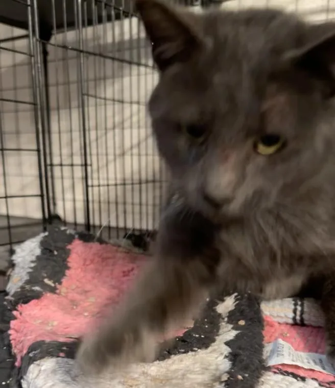 Jasper Jm thumbnail 2