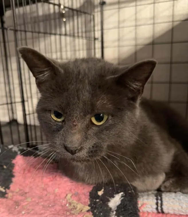 Jasper Jm thumbnail 3