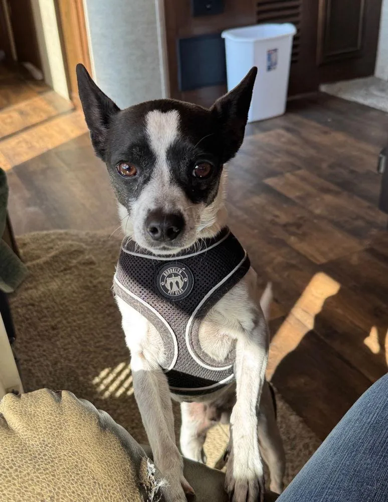 Spike Cp thumbnail 2