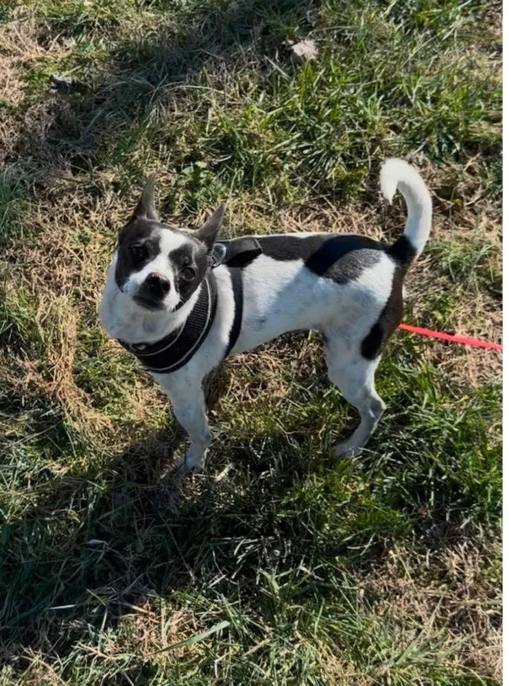 Spike Cp thumbnail 3