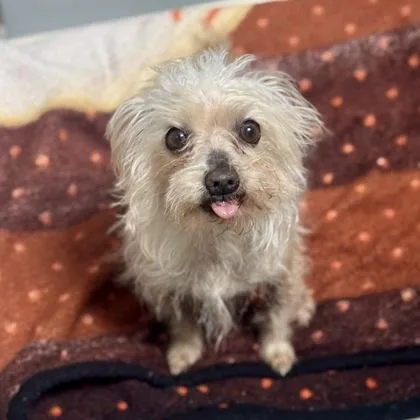 Estropajo thumbnail 2