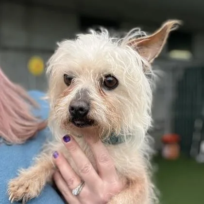 Estropajo thumbnail 3