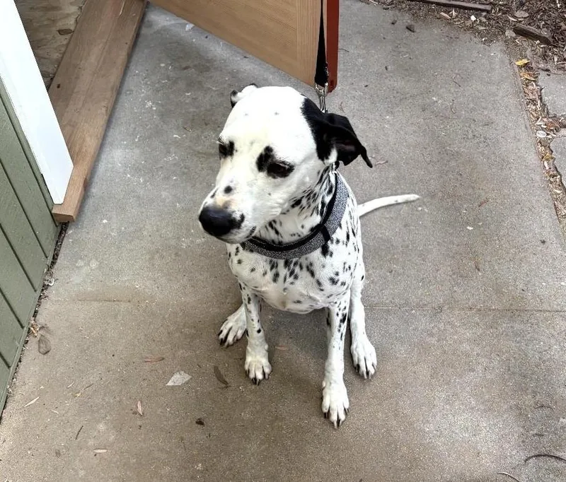 Darlaagoura Hills  Ca thumbnail 2