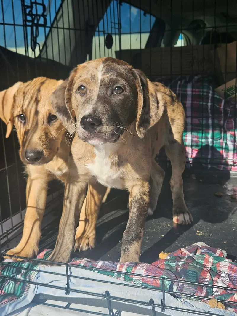 Bubblicious Bubblegum