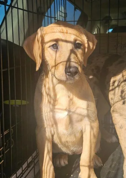 Bubblicious Bubblegum thumbnail 2