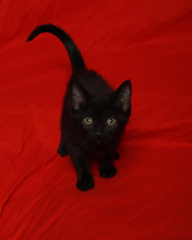 A baby medium-sized female Black Domestic Short Hair cat named Vanta for adoption in Rock Falls, IL