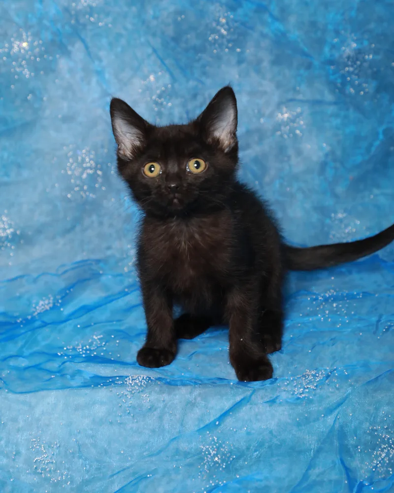 A baby medium-sized female Black Domestic Short Hair cat named Void for adoption in Rock Falls, IL
