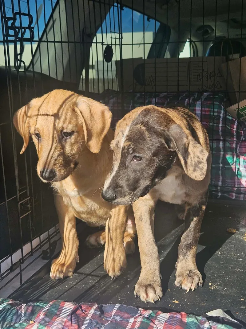 Razzle Bubblegum thumbnail 2