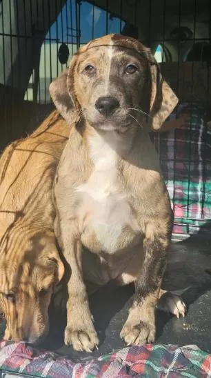 Razzle Bubblegum thumbnail 3