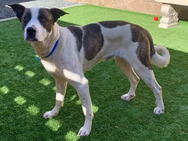 Urgent! Save Me Please!