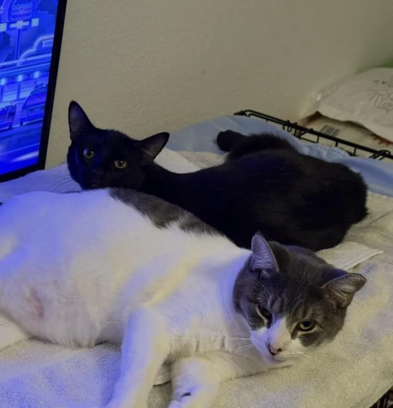 Runner Sol thumbnail 2