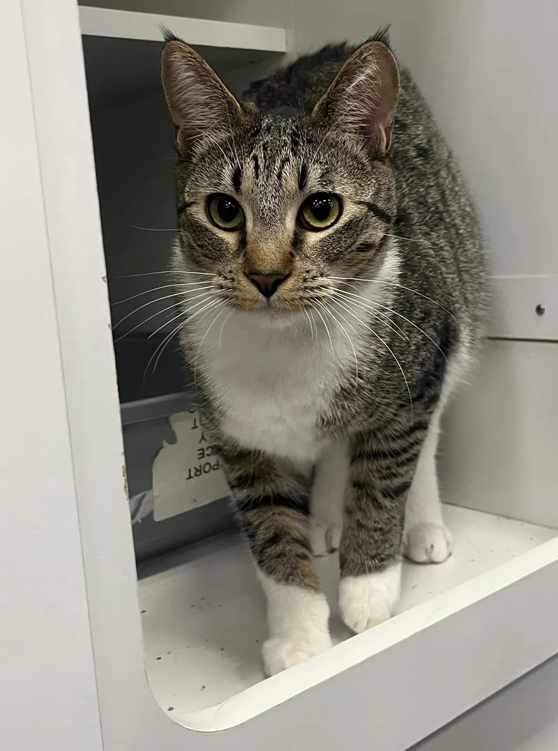 Mcmuffin Indoor Only thumbnail 2