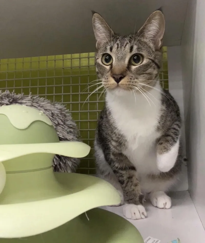 Mcmuffin Indoor Only