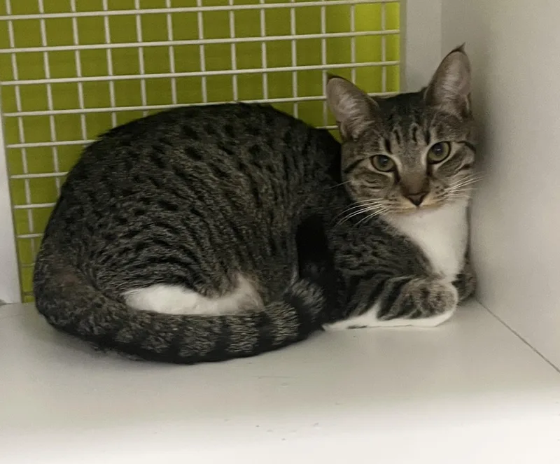 Mcmuffin Indoor Only thumbnail 3