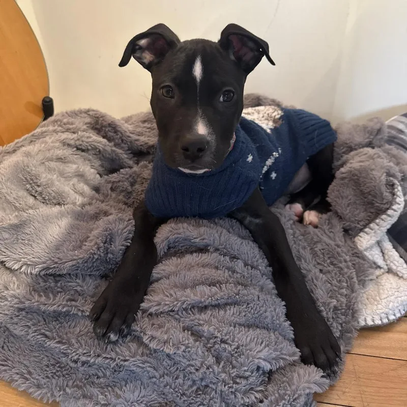 Evander D thumbnail 2